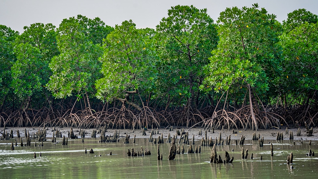 A dense Indian mangrove forest at the edge of a tidal creek where a discreet monitoring sensor sits at the water line, showing where blue energy and mangrove conservation must be co-designed.